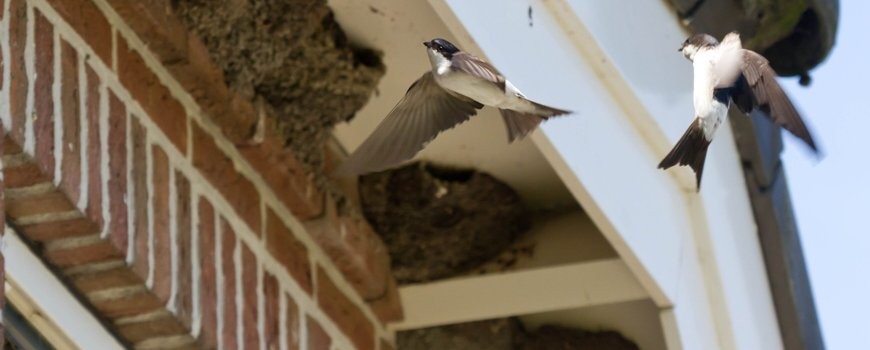 Huiszwaluwnest onder dakrand